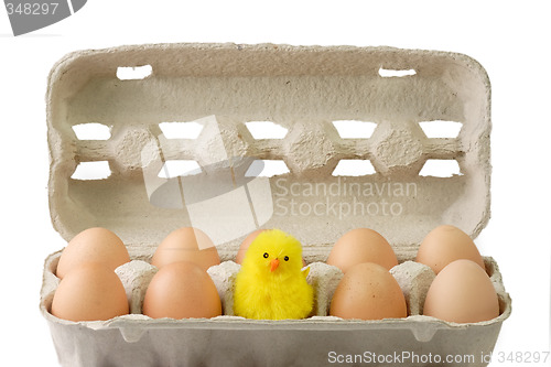 Image of Chick between brown eggs