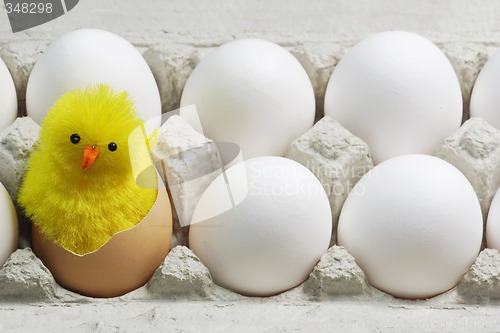 Image of Chick Between White Eggs