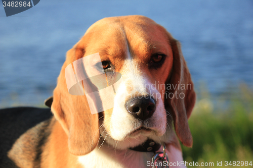 Image of Young female beagle