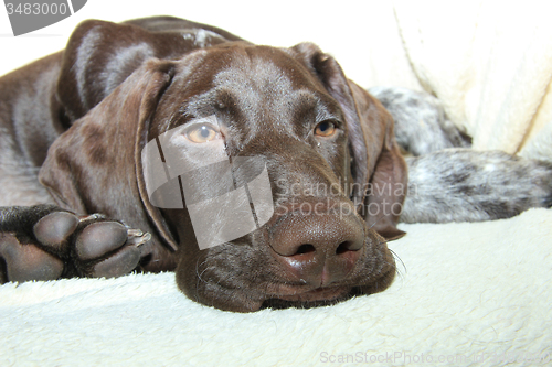 Image of German Shorthaired Pointer puppy