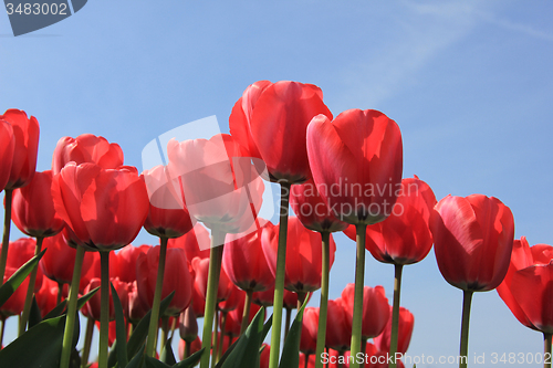 Image of Pink tulips