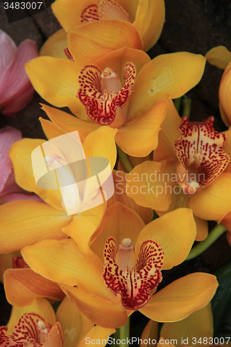 Image of Yellow cymbidium orchids