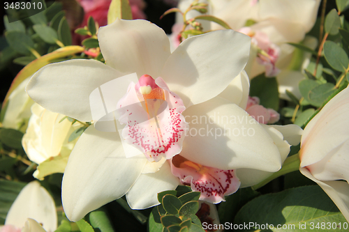 Image of Cymbidium orchid