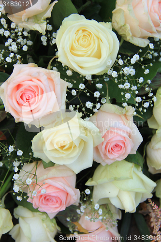 Image of Pink and white roses