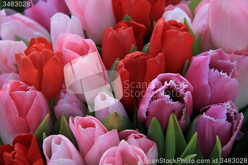 Image of Red and pink tulips