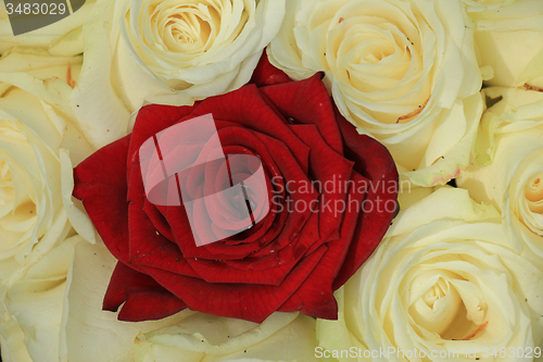 Image of red and white roses