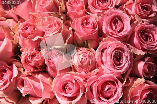 Image of Pink roses in bridal bouquet