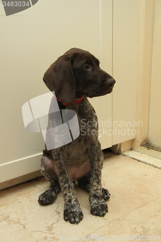 Image of German Shorthaired Pointer puppy