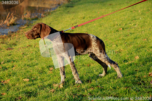 Image of German Shorthaired Pointer puppy