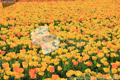 Image of Yellow and orange tulips