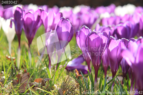 Image of Purple crocuses