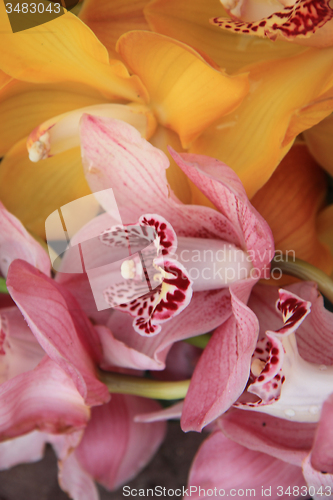 Image of Pink and Yellow cymbidium orchids