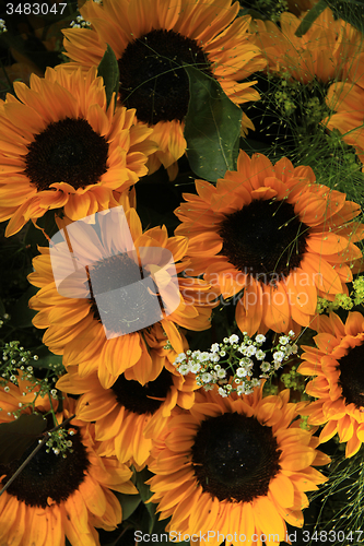 Image of Sunflowers