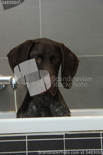 Image of German shorthaired pointer in a bathtub