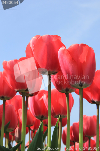 Image of Pink tulips