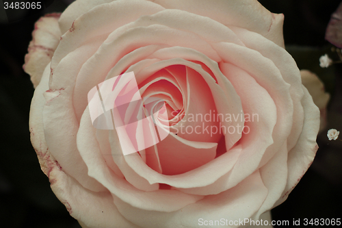 Image of pink rose close up