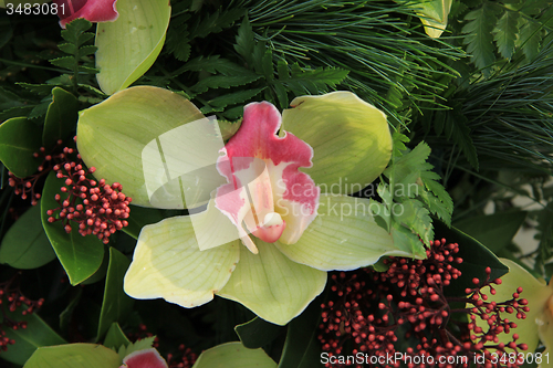 Image of Green cymbidium orchids