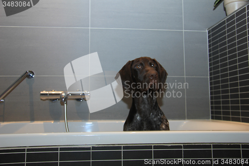 Image of German shorthaired pointer in a bathtub