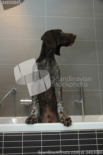 Image of German shorthaired pointer in a bathtub