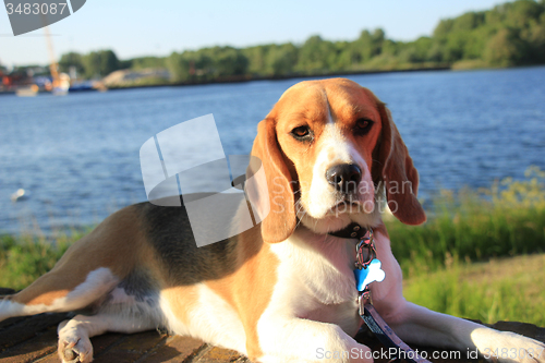 Image of Young female beagle