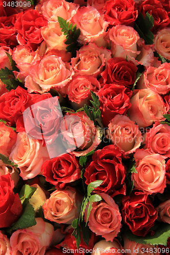 Image of Red and pink roses