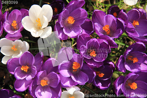 Image of Purple and white crocuses