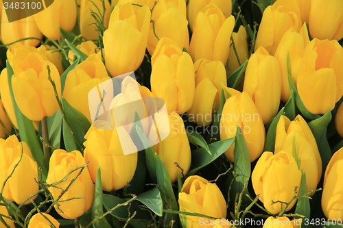 Image of Yellow tulips