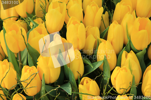 Image of Yellow tulips