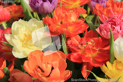 Image of Multicolored tulip bouquet