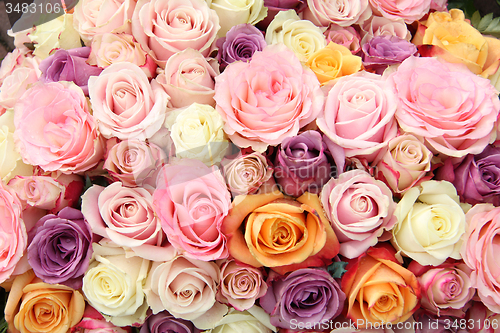 Image of Wedding roses in pastel colors