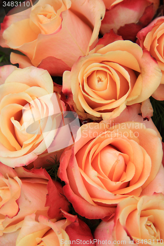 Image of Multicolored wedding roses