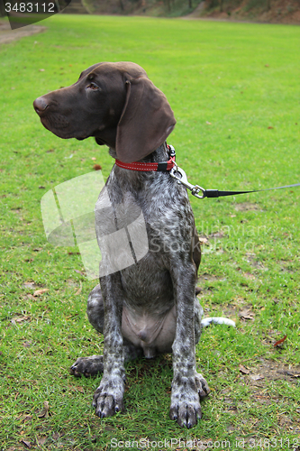 Image of German Shorthaired Pointer