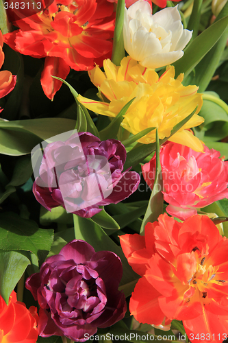 Image of Multicolored tulip bouquet