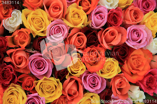 Image of Multicolored wedding roses