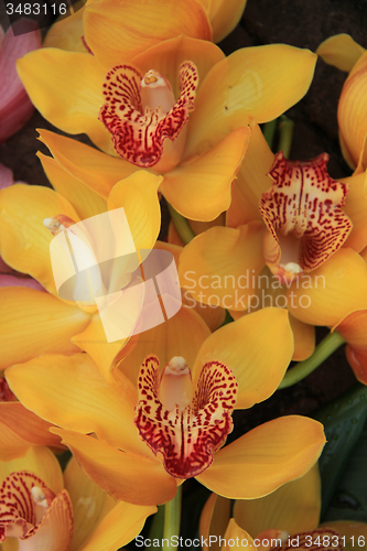 Image of Yellow cymbidium orchids