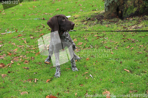 Image of German Shorthaired Pointer