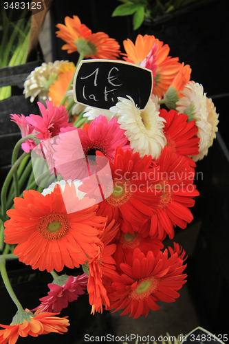 Image of Gerberas at a flower market