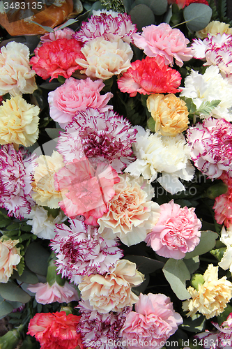 Image of Pastel carnations