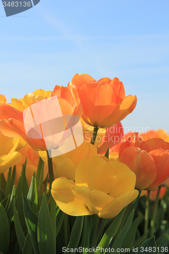 Image of Yellow and orange tulips