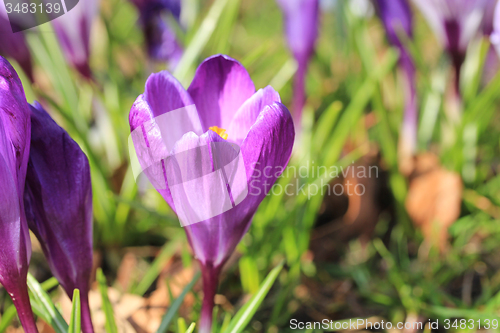 Image of Purple crocus