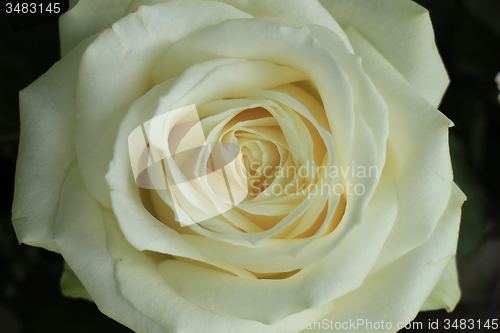 Image of white rose close up