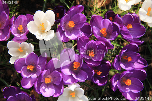 Image of Purple and white crocuses