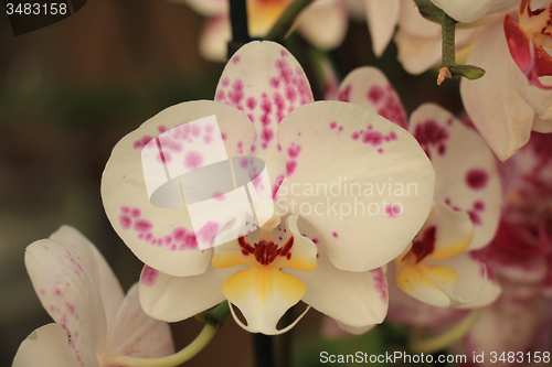 Image of Phalaenopsis orchid