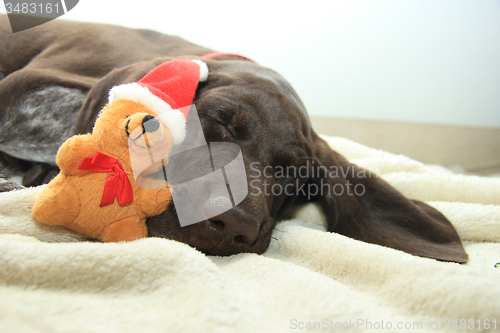 Image of Christmas Pointer