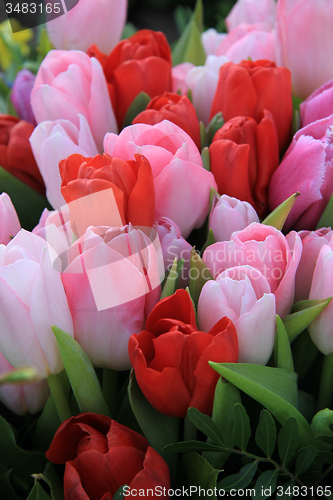 Image of Red and pink tulips