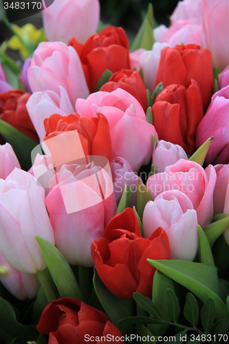 Image of Red and pink tulips