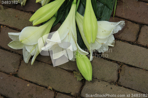 Image of Sympathy Lilies