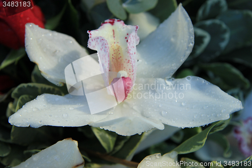 Image of White cymbidium orchid