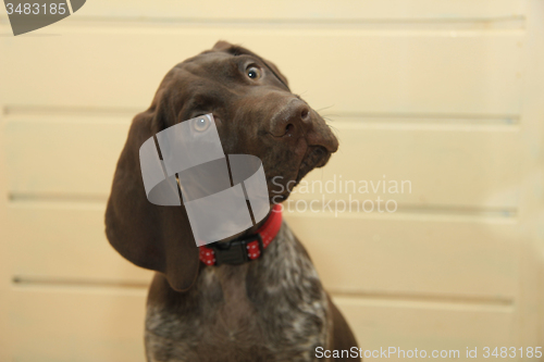 Image of German Shorthaired Pointer puppy