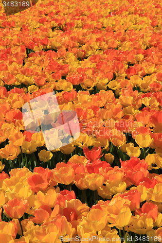 Image of Yellow and orange tulips